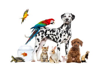 Group of pets posing around a dog standing with a macaw on its back is surrounded by other common...