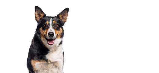 Head shot of a Border Collie sitting and panting with its tongue out mouth open, isolated on white