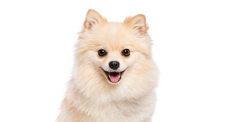 Head shot of Happy pomeranian dog panting on white background