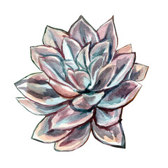 Succulent. Watercolor illustration. Multicolored delicate light. Colorful. A beautiful plant. The object is isolated on a white background.