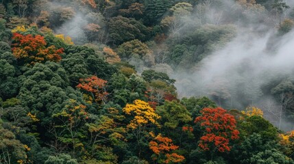 Fototapeta premium Misty Forest with Colorful Autumn Trees and Fog Creating Atmospheric Scene