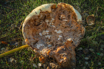 A close-up shot of a decaying pumpkin lying on the ground. The pumpkin is partially open, revealing its seeds and the remnants of its interior. 