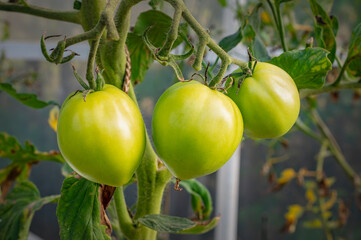 A cluster of homegrown green tomatoes thriving in a greenhouse