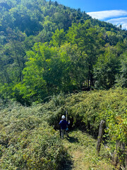 Gardener, wearing protective gear, using a brushcutter to clear a path through brambles and vegetation