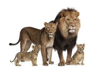 Obraz premium Family of lion, adult and cub, isolated. Wild cat