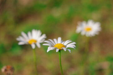 Daisy in the grass