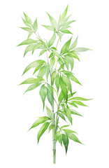 Fototapeta premium PNG Chinese bamboo plant leaf freshness.