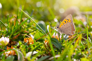 Photo of a cute butterfly in a wonderful habitat. Green nature background. Lycaena phlaeas. Small Copper.