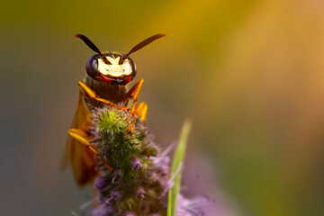 Close-up photo of a bee. European Beewolf. Philanthus triangulum. Colorful nature background. 
