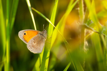 A cute butterfly.  Small Heath. Coenonympha pamphilus. Nature background. 