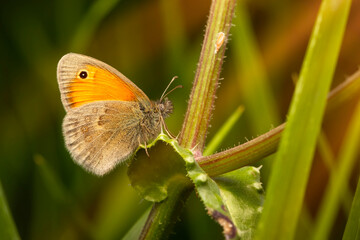 A cute butterfly.  Small Heath. Coenonympha pamphilus. Nature background. 