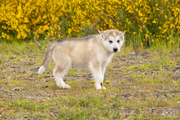 Obraz premium Malamute Husky Pomsky puppy with flattened ears. scared little puppy