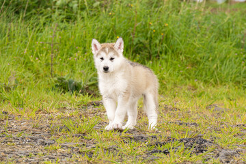 A cute Malamute Husky Pomsky puppy stands sideways in a blooming garden