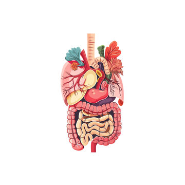 Human Digestive System Illustration