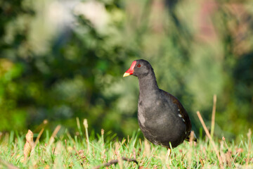 common moorhen is standing on the green grass on a sunny day close-up