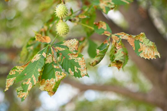 Green chestnut leaves with rusty spots, diseased horse chestnut leaves, threat to chestnut plantations. 