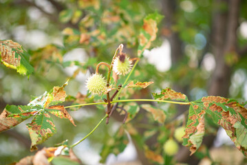 Green chestnut leaves with rusty spots, diseased horse chestnut leaves, threat to chestnut plantations. 