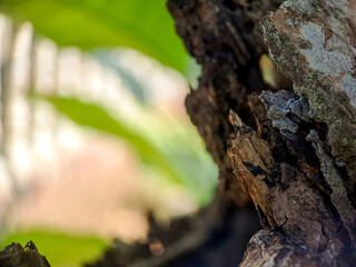 weathered bark with intricate textures and a soft, blurred green background
