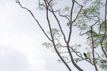 Storm Stork, a solitary bird perched on a branch amidst a sparse canopy, framed by a cloudy sky. The scene captures the tranquility of nature.