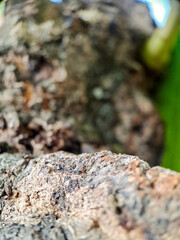 weathered bark with intricate textures and a soft, blurred green background