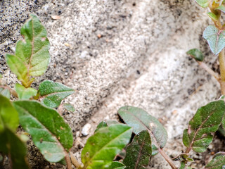 seacliff buckwheat with vibrant green leaves and textured stems growing on weathered rock.