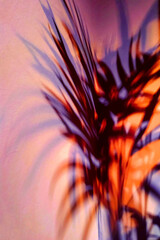 Shadow of palm tropical date palm leaves in neon light.