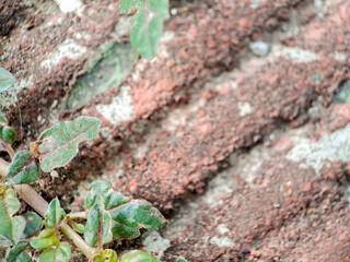seacliff buckwheat with vibrant green leaves and textured stems growing on weathered rock.