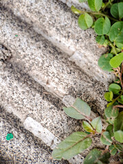 seacliff buckwheat with vibrant green leaves and textured stems growing on weathered rock.