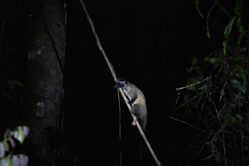A nocturnal civet animal climbs a slender branch, surrounded by dark foliage, showcasing its...