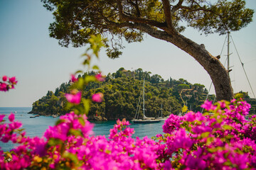 Panoramic landscape. Blue sky, azure sea, yachts, bright pink flowers. Tourist place - Portofino. Expensive vacation. Italian Riviera. Liguria