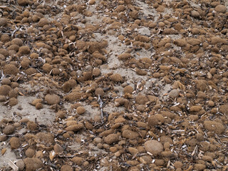 clumps of Posidonia algae on the beach in Sicily , protecting the sand from winter storms and preventing coastal erosion in the Mediterranean.