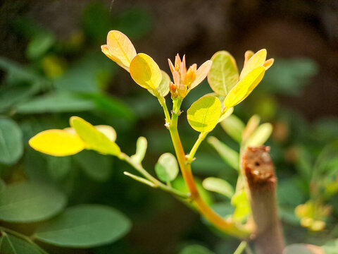 Cynometra cauliflora branch with green leaves and small, developing flowers. The bark is textured with small bumps and has a reddish brown hue.