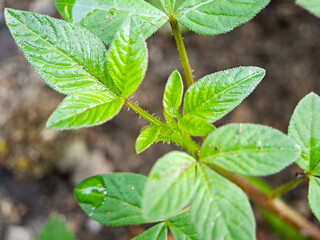young Cleome rutidosperma plant with several unopened flower buds. The leaves are green and have a serrated edge