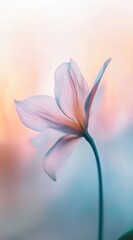 Fototapeta premium Soft ethereal mood one translucent flower on a pastel tone background.