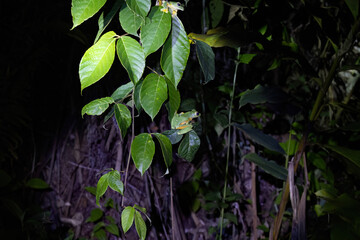 A close-up of lush green leaves in a dimly lit jungle setting, highlighting the rich textures and colors of tropical vegetation at night.