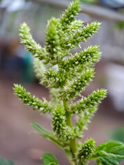 Amaranthus retroflexus smooth pigweed flowers. The flowers are small, green, and spiky