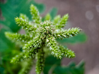 Amaranthus retroflexus smooth pigweed flowers. The flowers are small, green, and spiky