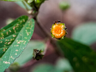 Physalis angulata groundcherry flower with small, orange fruits and several ants crawling around
