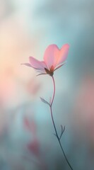 Soft ethereal mood one translucent flower on a pastel tone background.