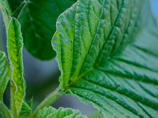 vibrant green leaves with intricate veins and textures.