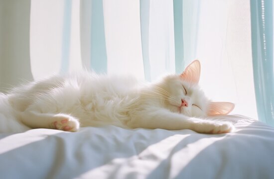 White sleeping Persian cat on white sofa.