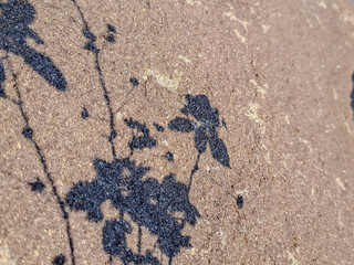 stark, black and white image of a tree branch shadow cast on a rough, textured concrete wall. Perfect for minimalist or abstract design projects.