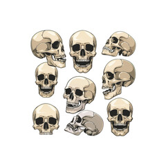 Collection of Human Skulls in Different Angles