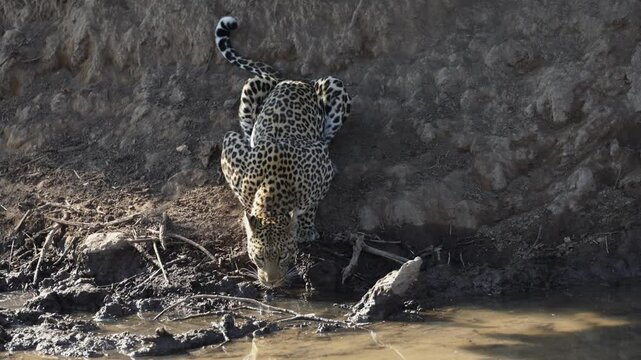  a Leopard female drinking water