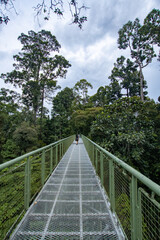 Obraz premium A person walking on a suspended canopy walkway, surrounded by lush green trees under a cloudy sky, highlighting the beauty of nature in a rainforest setting.