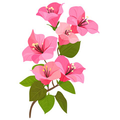 Vibrant pink bougainvillea flowers with green leaves, white isolate background.