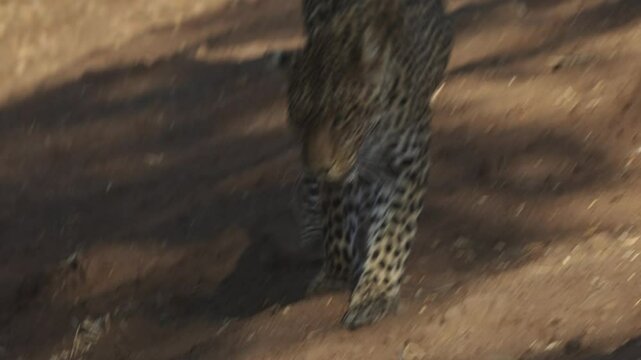 a female leopard drooling after fighting