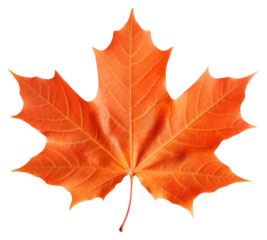 PNG Maple leaf plant tree white background.