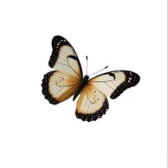 beautiful butterfly isolated on white background