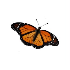 Fototapeta premium beautiful butterfly isolated on white background